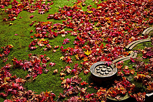秋叶,瓷砖,苔藓