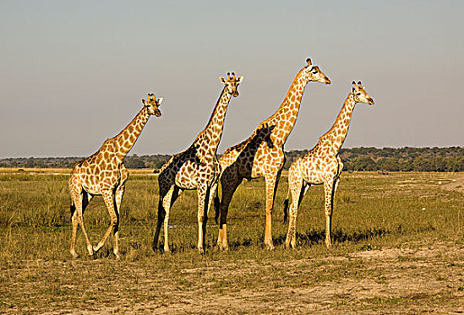 长颈鹿,牧群,乔贝国家公园,博茨瓦纳,非洲
