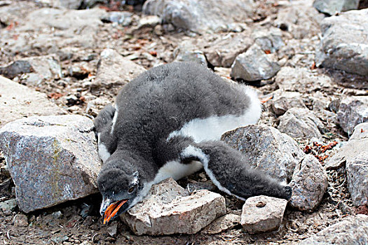 南极,港口,巴布亚企鹅,生物群,幼禽,睡觉,温暖,白天