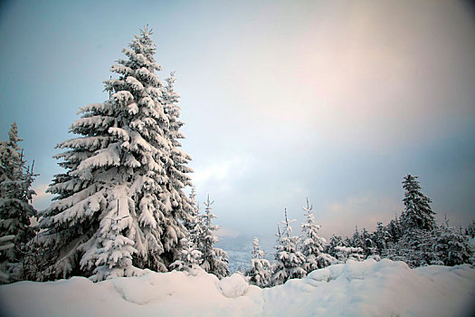 积雪,树,山