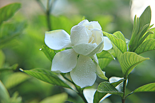 栀子花