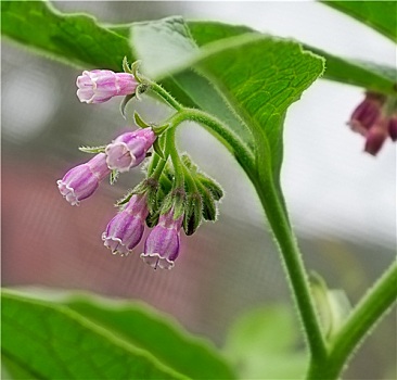 紫草科植物,花,春天