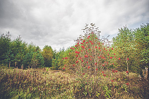 红色浆果,秋天,公园,彩色,桦树