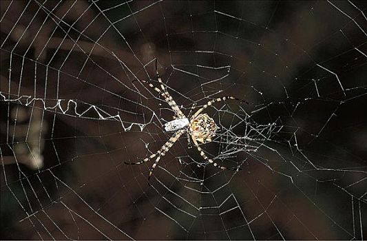 蜘蛛,蜘蛛网,加纳利群岛,欧洲,蜘蛛类