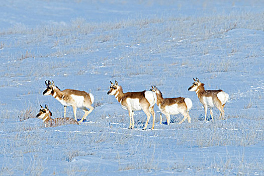 叉角羚,北美,牧群,冬天,草原,艾伯塔省,加拿大西部