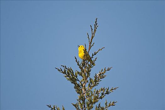 黄色,鸣禽,王子,安大略省,加拿大