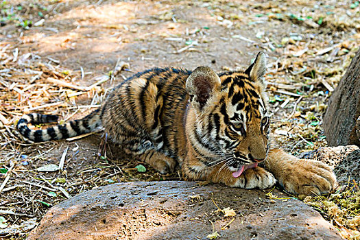 孟加拉虎,虎,舔,爪子,年轻,3个月,俘获