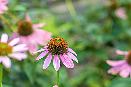 紫锥花松果菊