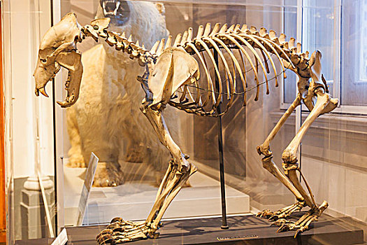 英格兰,东约克郡,海事博物馆,展示,北极熊,骨骼