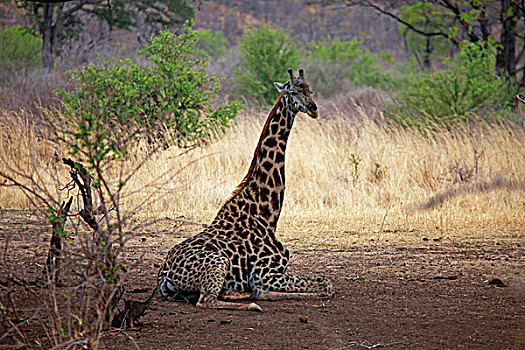 非洲,津巴布韦,维多利亚瀑布,长颈鹿,禁猎区
