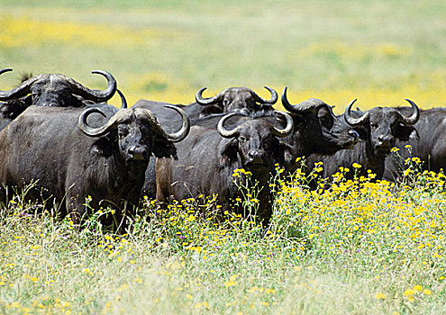 牧群,非洲水牛,坦桑尼亚,看镜头