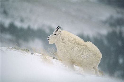 石山羊,雪羊,雪中,风暴,冰川国家公园,蒙大拿