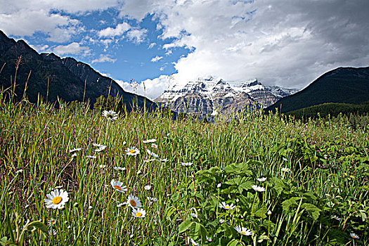 云,罗布森山,花,前景,罗布森山省立公园,不列颠哥伦比亚省,加拿大