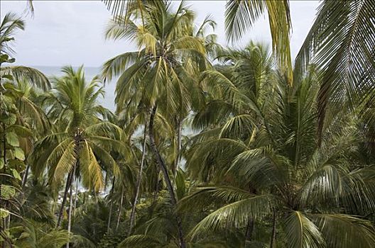 棕榈树,海岸,岛屿,法属圭亚那