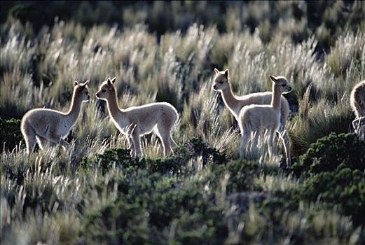 小羊驼,四个,年轻,草丛,潘帕伽勒拉斯国家保护区