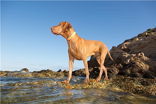 狗,站立,水,岸边