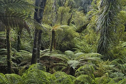 雨林,蕨类,树,南岛,新西兰