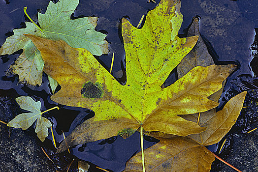 特写,秋天,枫叶,温哥华岛,不列颠哥伦比亚省,加拿大