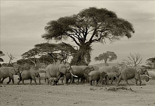 肯尼亚,安伯塞利国家公园