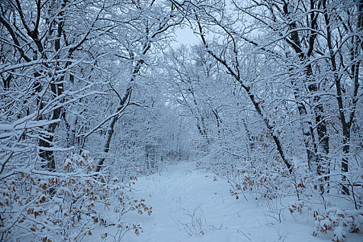 兴凯湖湖岗树林雪淞奇观