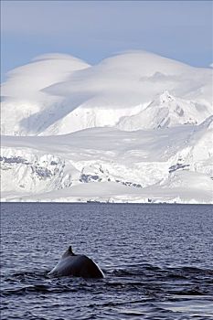 南极,南极半岛,挨着,港口,驼背鲸,大翅鲸属,鲸鱼,背影,鲸尾叶突,深,潜水,寻找,磷虾,水