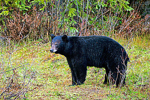 黑熊,美洲黑熊,绿色,山,不列颠哥伦比亚省