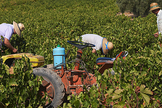 工人,收获,葡萄,旧式,葡萄园,酒用葡萄种植区,科多巴省,安达卢西亚,西班牙,欧洲