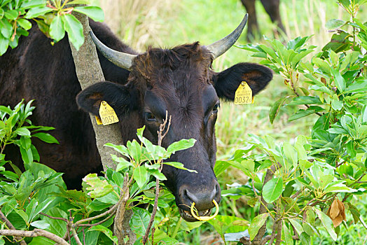 牛,岛屿,冲绳,日本