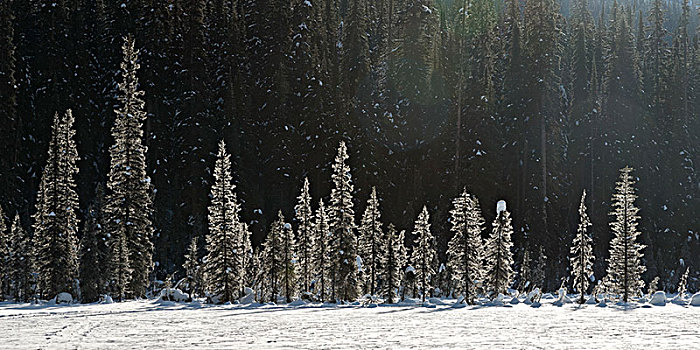 下雪,积雪,树,幽鹤国家公园,地点,不列颠哥伦比亚省,加拿大