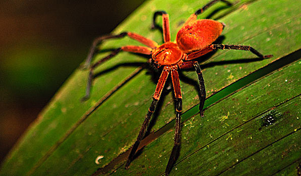蟹蛛,亚马逊盆地,秘鲁