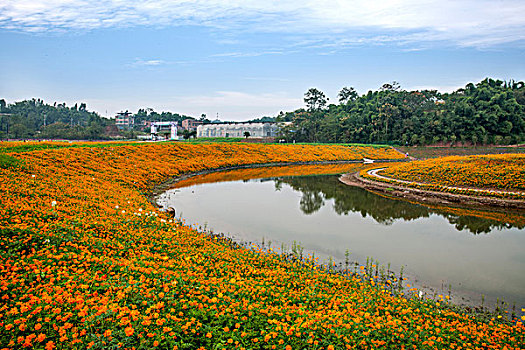重庆巴南花木世界园林湖边盛开的鲜花