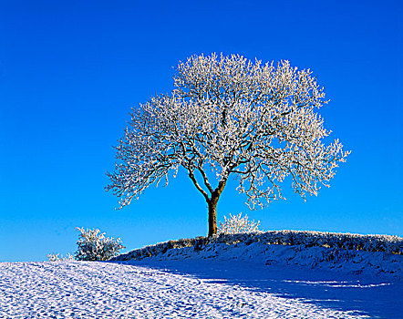 爱尔兰,树,冬天