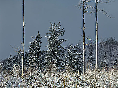 冬日树林,博登麦斯,下巴伐利亚,巴伐利亚森林,巴伐利亚,德国