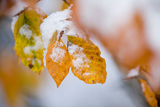 秋天,山毛榉,叶子,雪,特写