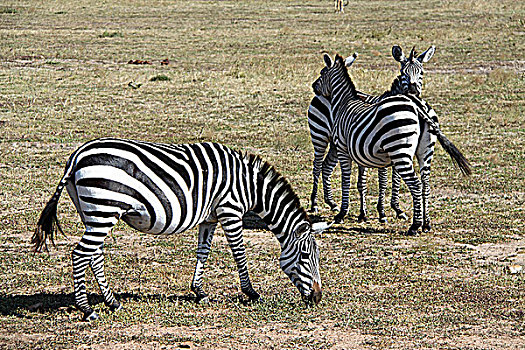 肯尼亚非洲大草原斑马-三匹