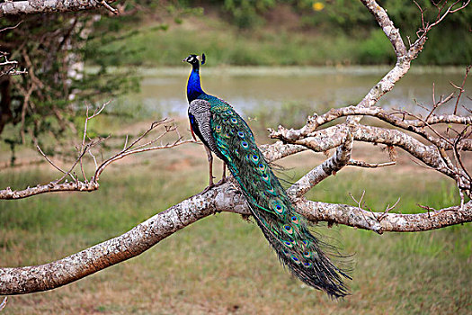 印度,孔雀,蓝孔雀,成年,雄性,暸望,坐,树,国家公园,斯里兰卡,亚洲