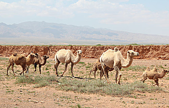 内蒙古骆驼