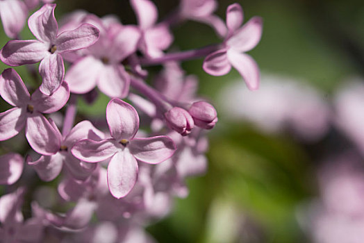 丁香花