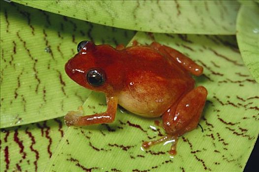 青蛙,叶子,蒙特维多云雾森林自然保护区,哥斯达黎加