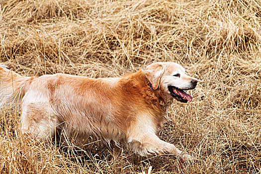 金毛猎犬,跑,褐色,草,云杉,小树林,艾伯塔省,加拿大