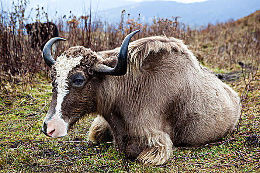牦牛,山,不丹