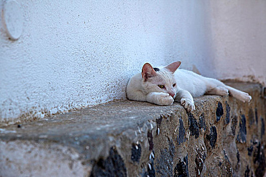 希腊圣托里尼伊亚地区民居小巷里的小猫