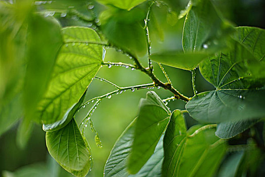 花植物雨树叶