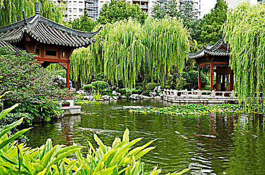 中式花園,悉尼,澳大利亞