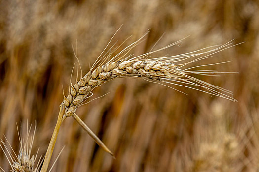 河南的小麦,受,烂场雨,影响,部分麦穗发黑