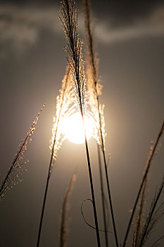 傍晚夕阳西下逆光随风摇曳的芦苇