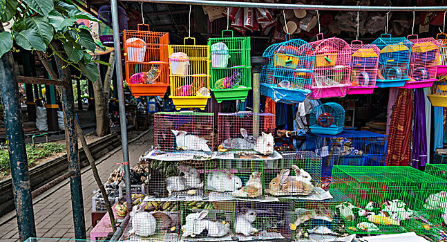 兔子,坐,狭促,笼子,鸟,市场,牲畜,日惹,爪哇,印度尼西亚,亚洲