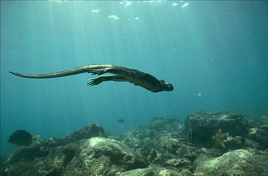 海鬣蜥,潜水,放牧,藻类,费尔南迪纳岛,加拉帕戈斯群岛,厄瓜多尔