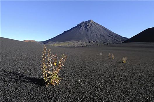 福古岛,火山,岛屿,佛得角群岛,非洲