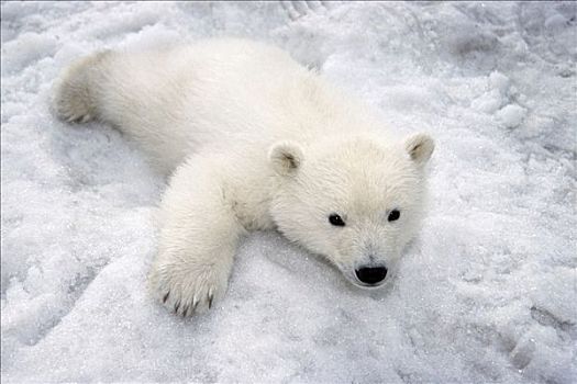 北极熊,幼兽,玩,雪中,阿拉斯加,动物园